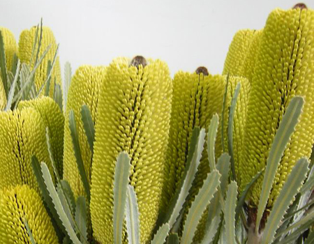 Banksia attenuata