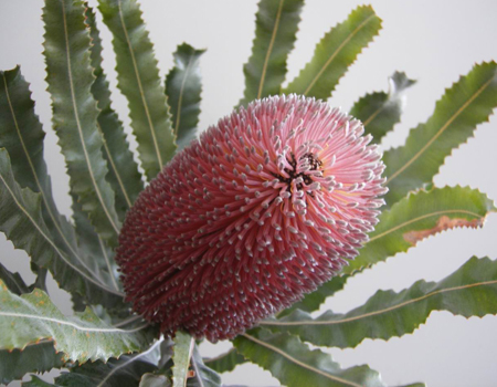 Banksia menziesii