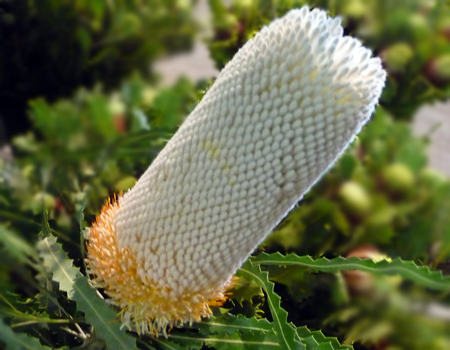 Banksia prionotes