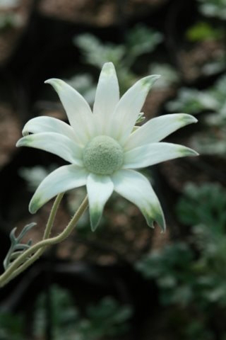 Flannel flower