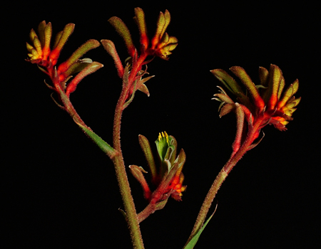 Kangaroo paw