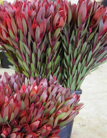 Leucadendron Safari Sunset 