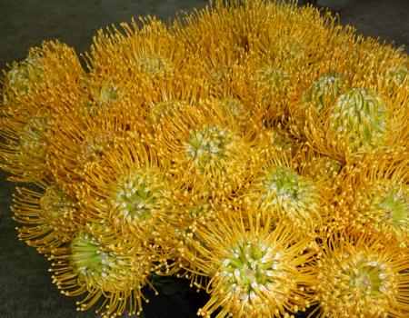 Leucospermum carnivale