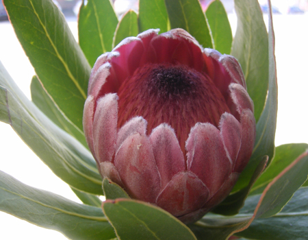 Protea Pink Ice