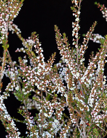 Thryptomene Calycina