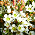 Thryptomene