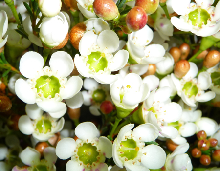 Waxflower