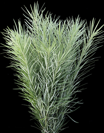Emu grass